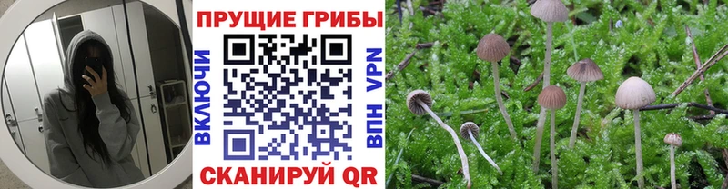 Псилоцибиновые грибы MAGIC MUSHROOMS  Балтийск 